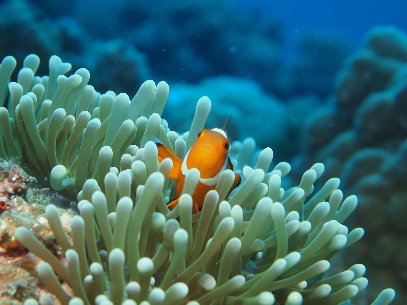 セブ島 マクタン近郊 ファンダイビング クマノミ イソギンチャク サンゴ礁 マクタン7ポイント