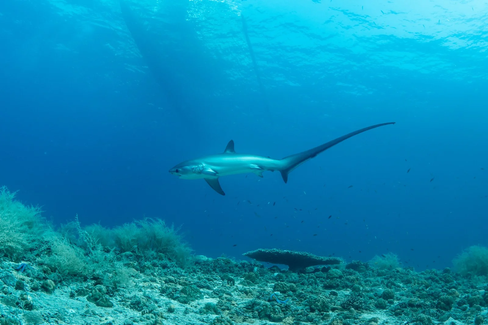 セブ島 マラパスクア ニタリ Thresher Shark Kimud Shoal キムドショール オナガザメ全体ショット ダイバー人生に残る特別な1日