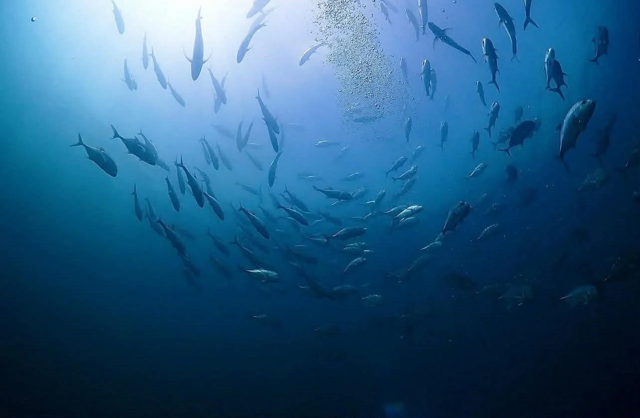マクタン マリンステーション 巨大なイワシ玉 アジの群れ 大型回遊魚