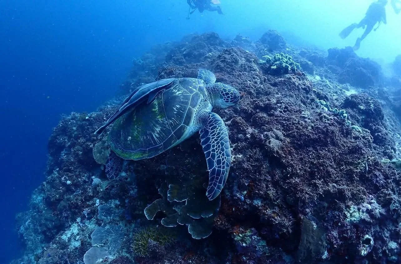 セブ島 ナルスアン島 アオウミガメ Sea Turtle サンゴ礁 ファンダイビング